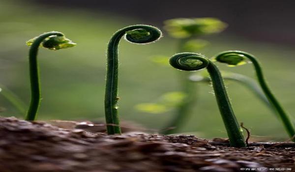 和平精英怎么免费获得绿色物资币（和平精英怎么免费获得绿币）